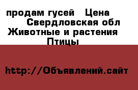 продам гусей › Цена ­ 1 600 - Свердловская обл. Животные и растения » Птицы   